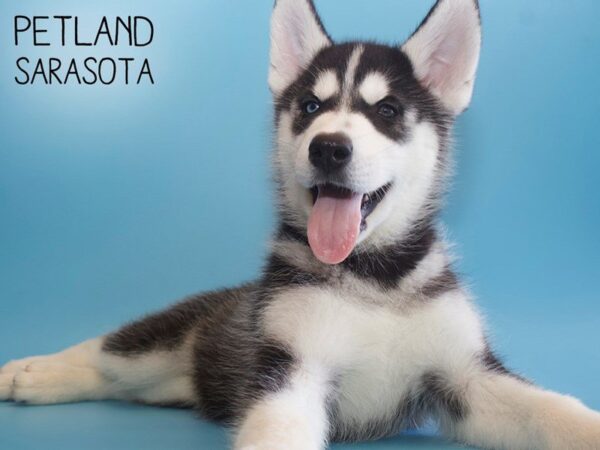 Siberian Husky-DOG-Male-Black & White-25783-Dream Tails Sarasota, Florida
