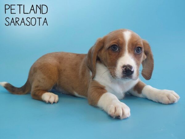 Baskimo-DOG-Male-Sable White-25782-Dream Tails Sarasota, Florida