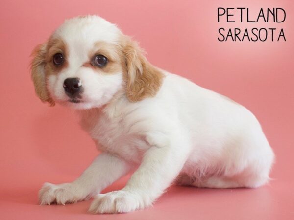 Cavachon-DOG-Female-BLENHEIM-25781-Dream Tails Sarasota, Florida
