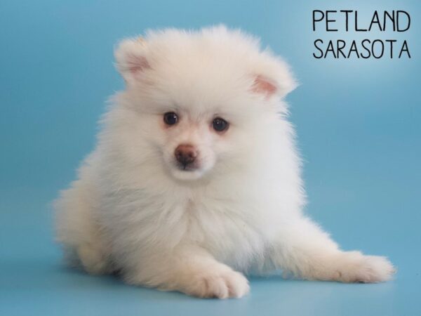 Pomeranian-DOG-Male-SABLE-25780-Dream Tails Sarasota, Florida