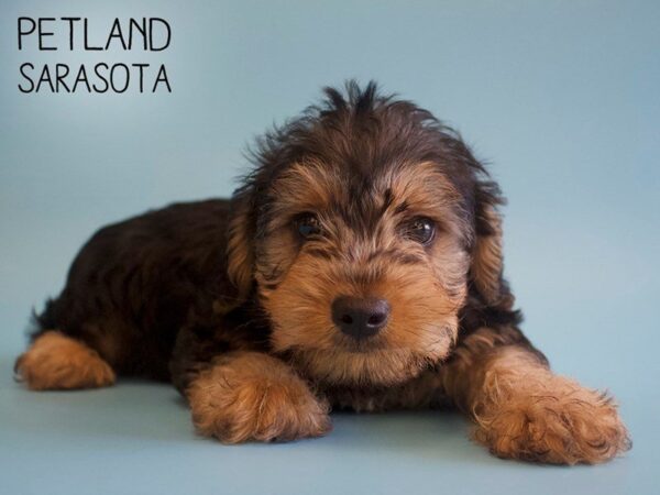 Yorkiepoo-DOG-Male-BLK TAN-25779-Dream Tails Sarasota, Florida