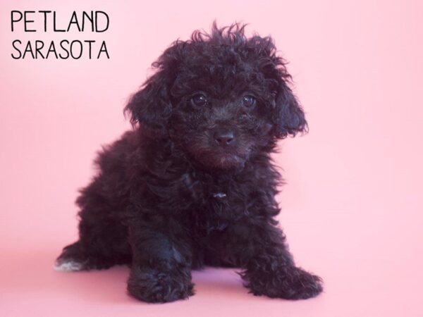 Miniature Poodle-DOG-Female-BLK-25778-Dream Tails Sarasota, Florida