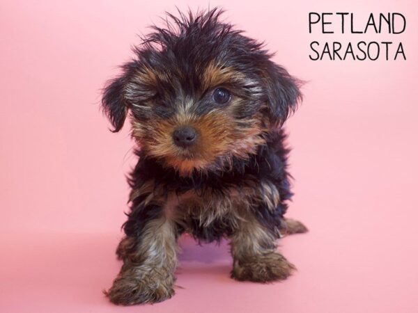 Yorkshire Terrier-DOG-Female-BLK TAN-25777-Dream Tails Sarasota, Florida