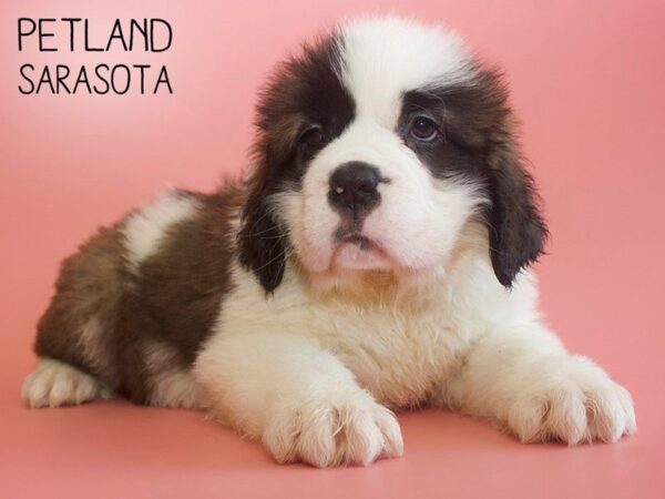 Saint Bernard-DOG-Female-Brown White-25775-Dream Tails Sarasota, Florida