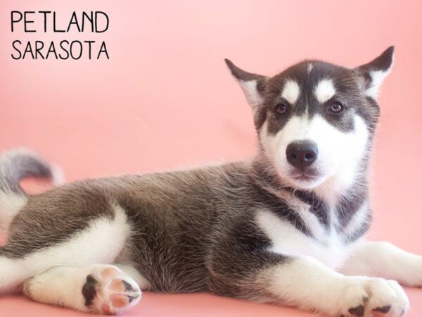 Siberian Husky-DOG-Female-Black & White-25774-Dream Tails Sarasota, Florida
