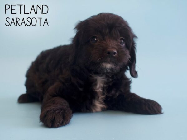 Cockapoo-DOG-Male-Black-25806-Dream Tails Sarasota, Florida