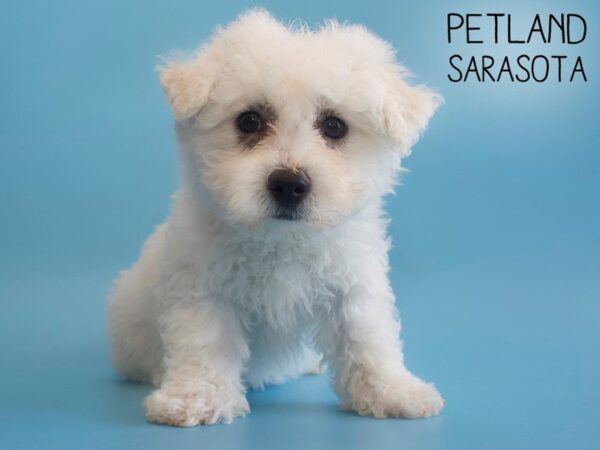 Bichon Frise-DOG-Male-White-25805-Dream Tails Sarasota, Florida