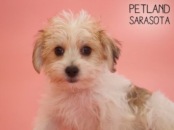 Yochon-DOG-Female-Golden-25804-Dream Tails Sarasota, Florida