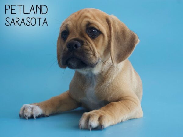 Puggle-DOG-Male-Fawn-25803-Dream Tails Sarasota, Florida