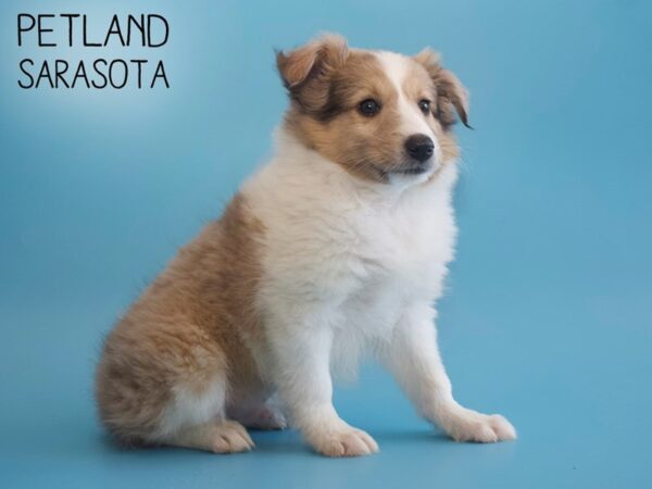 Shetland Sheepdog-DOG-Male-Red Merle-25801-Dream Tails Sarasota, Florida