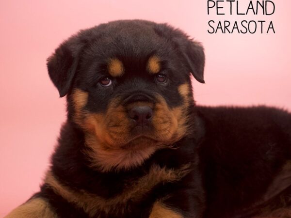 Rottweiler-DOG-Female-Black / Rust-25800-Dream Tails Sarasota, Florida