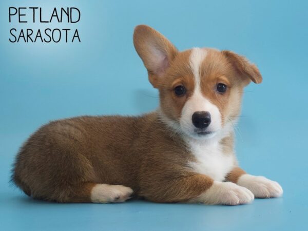 Pembroke Welsh Corgi-DOG-Male-Sable / White-25799-Dream Tails Sarasota, Florida