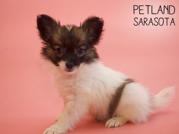 Papillon-DOG-Female-Sable / White-25798-Dream Tails Sarasota, Florida