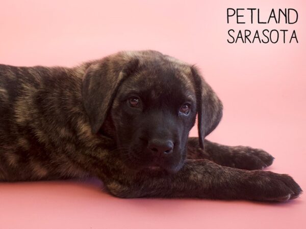 English Mastiff-DOG-Female-Brindle-25797-Dream Tails Sarasota, Florida