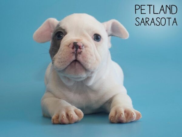 French Bulldog-DOG-Male-White-25796-Dream Tails Sarasota, Florida