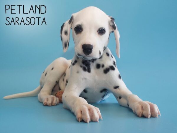 Dalmatian-DOG-Male-White-25795-Dream Tails Sarasota, Florida
