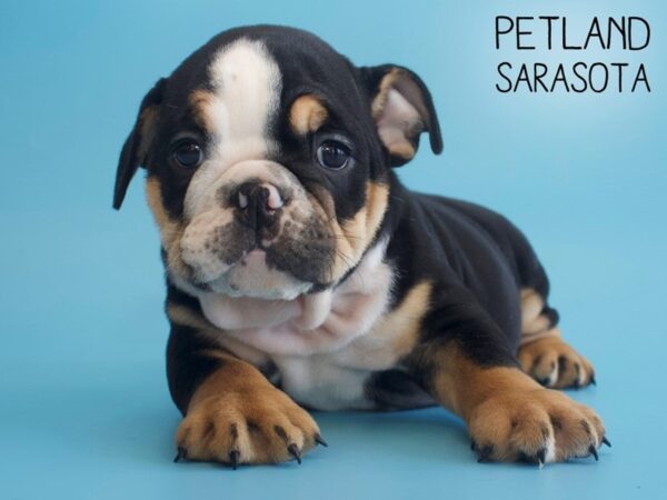 English Bulldog-DOG-Male-Black-25794-Dream Tails Sarasota, Florida