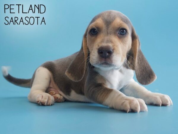 Beagle-DOG-Male-Blue White / Tan-25793-Dream Tails Sarasota, Florida