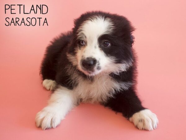 Australian Shepherd-DOG-Female-Black / White-25792-Dream Tails Sarasota, Florida