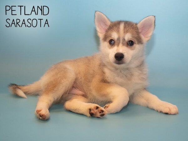 Pomsky-DOG-Male-BLK WHT-25791-Dream Tails Sarasota, Florida