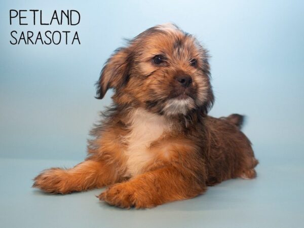 Shorkie-DOG-Male-beige-25787-Dream Tails Sarasota, Florida