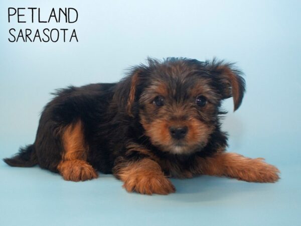 Yorkshire Terrier-DOG-Male-Blk tan-25785-Dream Tails Sarasota, Florida