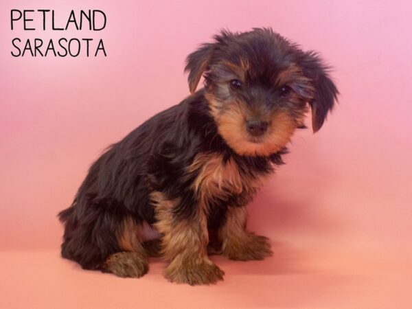 Yorkshire Terrier-DOG-Female-Blk tan-25784-Dream Tails Sarasota, Florida