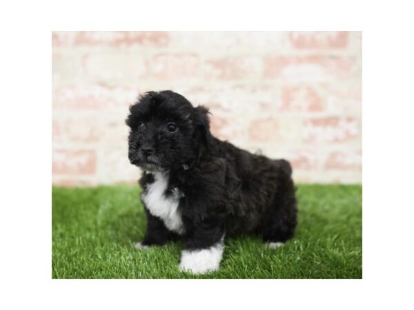 Schnoodle-DOG-Male-Black-25823-Dream Tails Sarasota, Florida