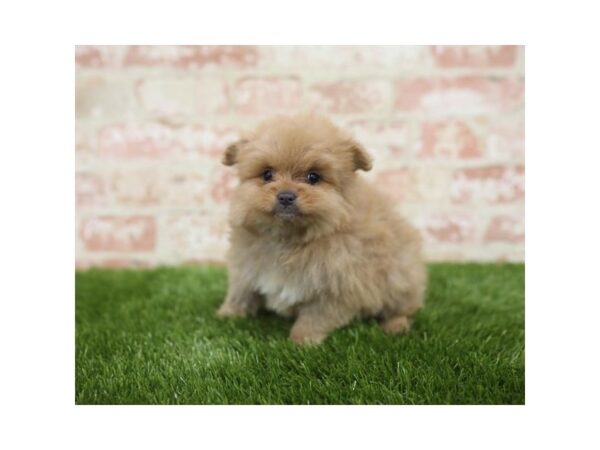 Pomeranian-DOG-Male-Orange-25813-Dream Tails Sarasota, Florida