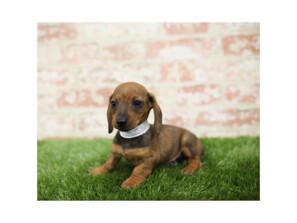 Dachshund-DOG-Male-Wild Boar-25809-Dream Tails Sarasota, Florida