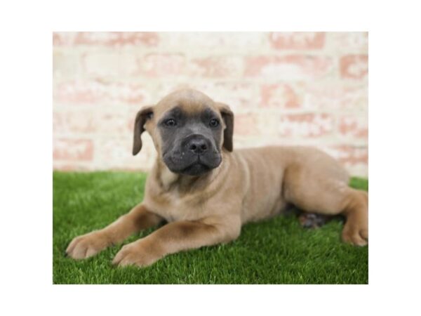 Cane Corso-DOG-Female-Blue Fawn-25817-Dream Tails Sarasota, Florida