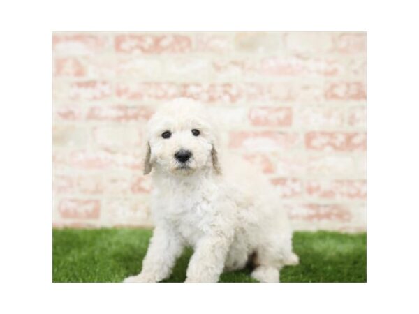Miniature Poodle-DOG-Male-Cream-25815-Dream Tails Sarasota, Florida