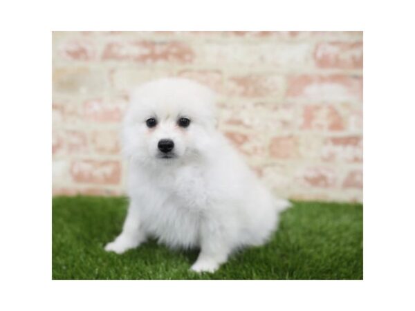 American Eskimo Dog-DOG-Female-White-25811-Dream Tails Sarasota, Florida