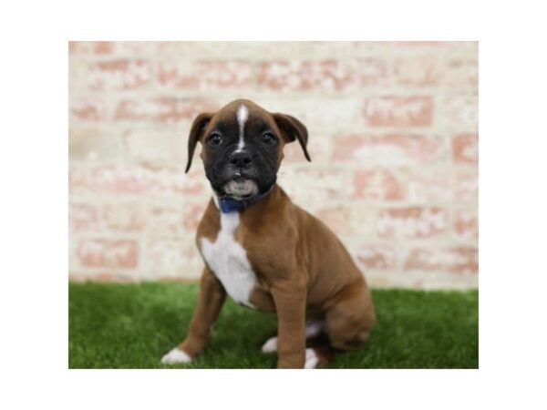 Boxer-DOG-Male-Fawn-25807-Dream Tails Sarasota, Florida