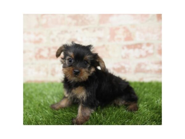Yorkshire Terrier-DOG-Female-Black / Tan-25816-Dream Tails Sarasota, Florida