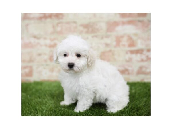 Miniature Poodle-DOG-Male-White-25814-Dream Tails Sarasota, Florida