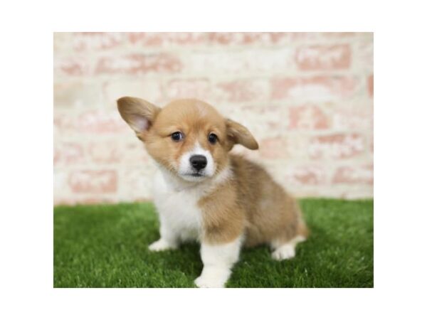 Pembroke Welsh Corgi-DOG-Male-Red / White-25818-Dream Tails Sarasota, Florida