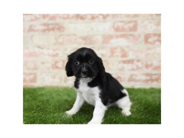 Cocker Spaniel-DOG-Female-Black / White-25808-Dream Tails Sarasota, Florida