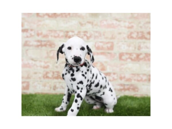 Dalmatian-DOG-Female-White / Black-25810-Dream Tails Sarasota, Florida