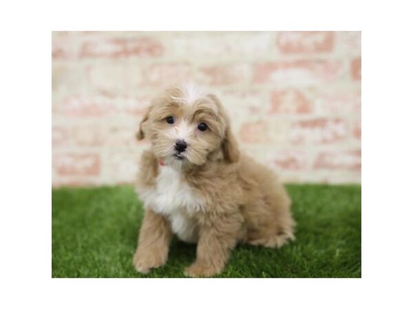 Bichonpoo-DOG-Male-Apricot-25819-Dream Tails Sarasota, Florida