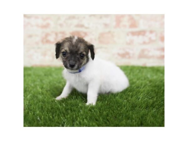 Jackiechon-DOG-Male-White-25822-Dream Tails Sarasota, Florida