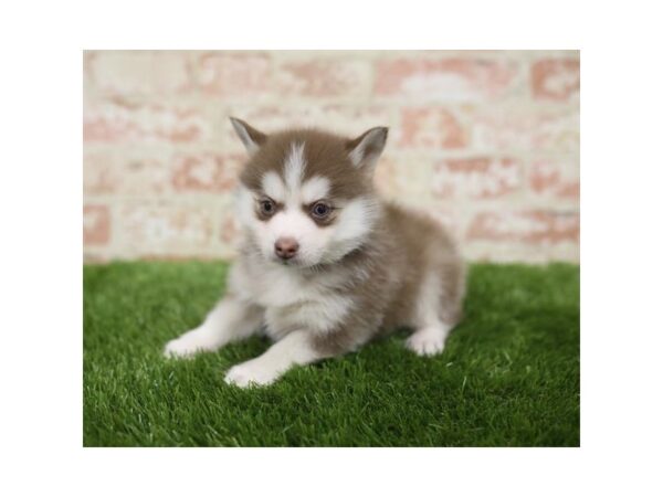 Pomsky 2nd Gen-DOG-Female-Red / White-25821-Dream Tails Sarasota, Florida