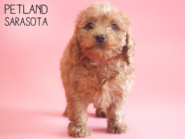 Miniature Goldendoodle 2nd Gen-DOG-Female-Red-25820-Dream Tails Sarasota, Florida