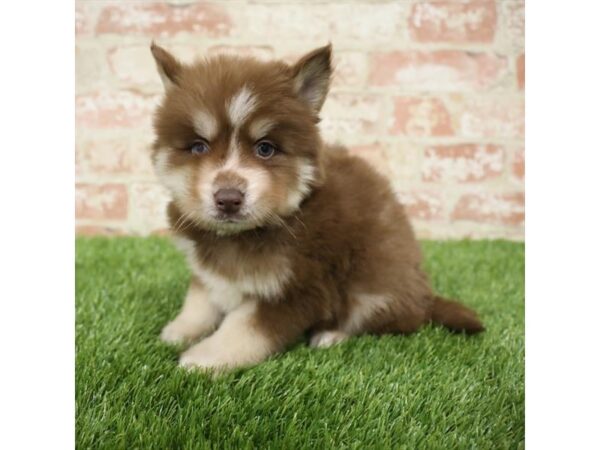 Pomsky-DOG-Male-Red / White-25850-Dream Tails Sarasota, Florida