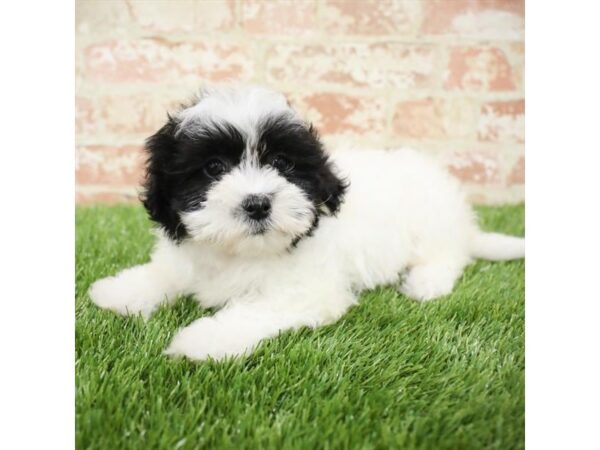 Shihpoo-DOG-Female-Black / White-25848-Dream Tails Sarasota, Florida