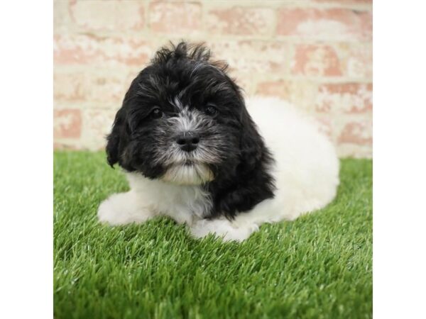 Shihpoo-DOG-Female-Black / White-25849-Dream Tails Sarasota, Florida