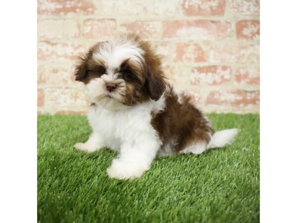 Shih Tzu-DOG-Male-Liver / White-25842-Dream Tails Sarasota, Florida