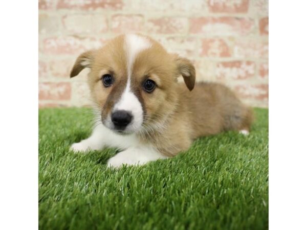 Pembroke Welsh Corgi-DOG-Male-Red-25839-Dream Tails Sarasota, Florida