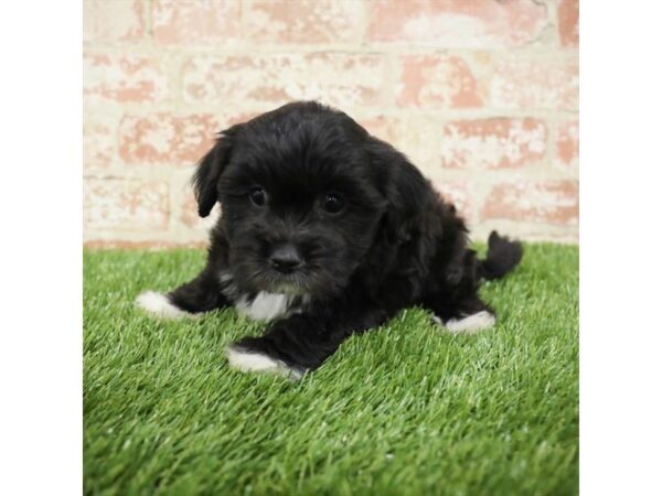 Lachon-DOG-Female-Black-25845-Dream Tails Sarasota, Florida