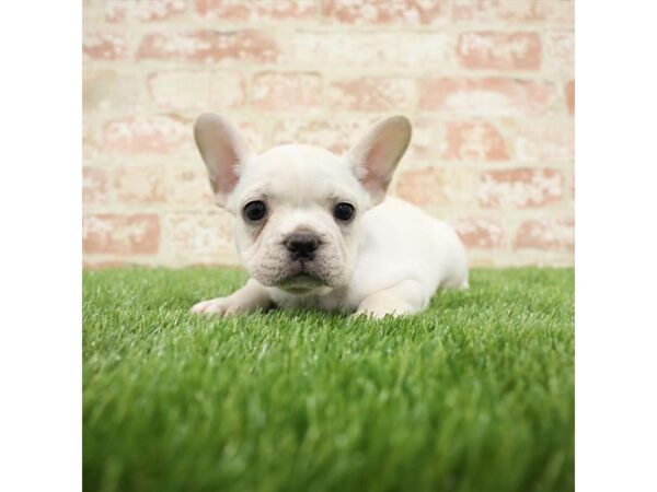French Bulldog-DOG-Male-Cream-25838-Dream Tails Sarasota, Florida